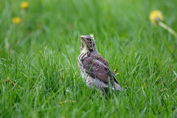 juvenile fieldfare in grass, Turdus pilaris
