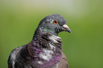 pigeon, portrait of a bird