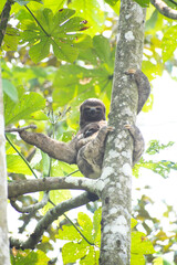 Sloth with her baby high in a tree in the Colombian rainforest.