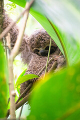 Close up of a sloth in a tree in the Colombian rainforest.
