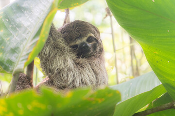 Sloth in a tree in the Colombian rainforest.