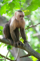 Naklejka na ściany i meble Capuchin Monkey in Jungle on a tree.