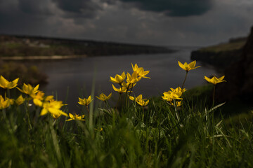 Yellow spring flowers on stormy sky background