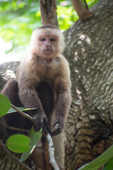 Capuchin Monkey in Jungle on a tree.