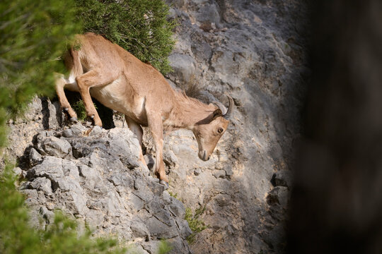 Barbary sheep navigating rocky terrain