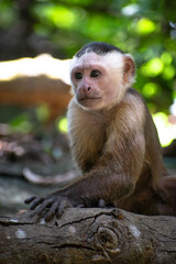 Capuchin Monkey in Jungle on a tree.