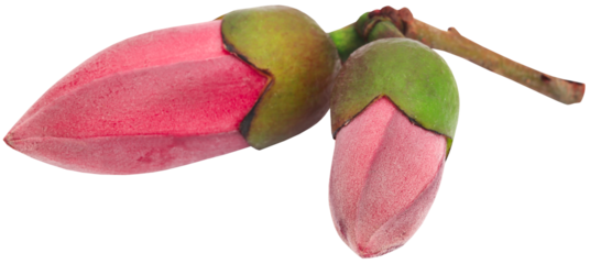 Red Silk Cotton flower