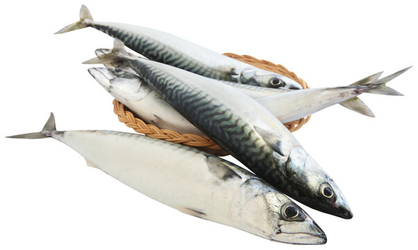 Atlantic mackerel