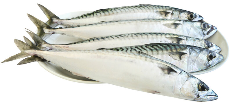 Atlantic mackerel