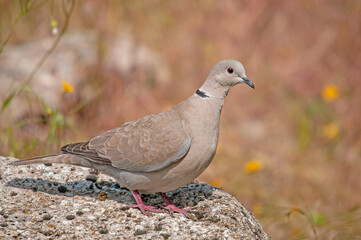 Obraz premium Eurasian collared dove (Streptopelia decaocto) standing on a rock.