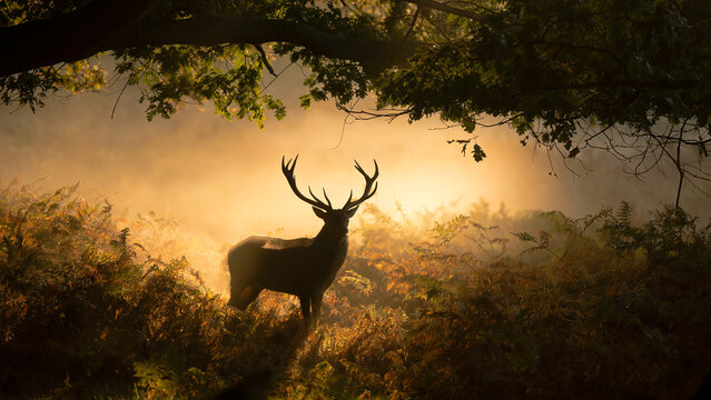 Majestic red deer in misty UK woodland during autumn rut