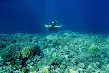 Fototapeta na wymiar Scuba divers at a coral reef in the Red Sea in Egypt