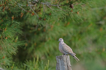 Eurasian collared dove (Streptopelia decaocto) on a tree stump. Pine trees in the background.