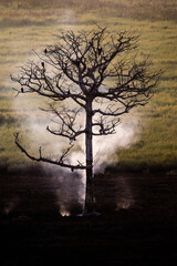 Burning tree at Kakadu