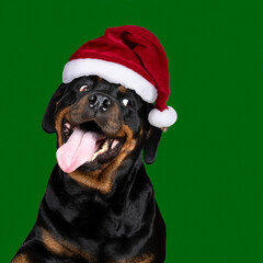 Portrait of an adult rottweiler dog looking funny tongue out wearing a christmas hat isolated on a...