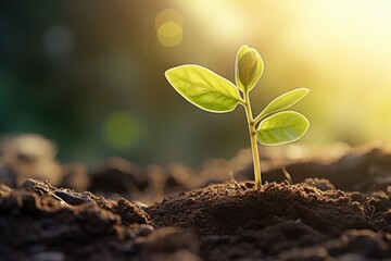 A picture of a small plant emerging from the ground. This image can be used to represent growth, new beginnings, or the concept of starting from scratch