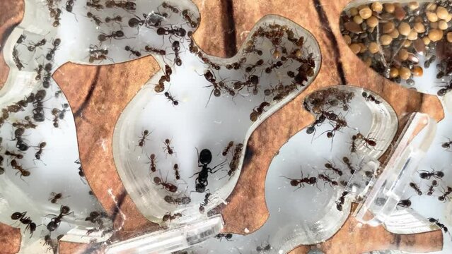 Formicarium or ant farm with ant queen and her colony, selective focus. Concept of myrmecology