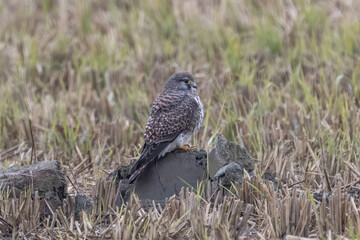 冬の田んぼで獲物を探すコチョウゲンボウ