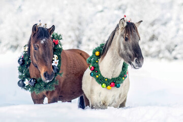 Horses wearing a christmas wreath in front of a snowy winter landscape: A bay brown huzule horse and a dun konik pony in winter outdoors