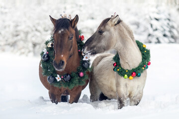 Horses wearing a christmas wreath in front of a snowy winter landscape: A bay brown huzule horse and a dun konik pony in winter outdoors © Annabell Gsödl