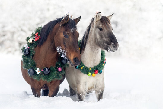 Horses wearing a christmas wreath in front of a snowy winter landscape: A bay brown huzule horse and a dun konik pony in winter outdoors - Powered by Adobe