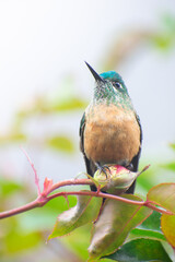 Tyrian metaltail hummingbird close up perched on a flower bud.
