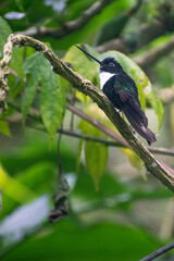 Collared inca hummingbird on a branch