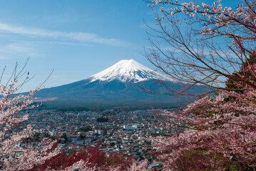 The view of Mount Fuji through cherry blossom trees in full bloom in April, Japan