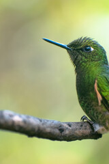 Close up of a green hummingbird on a branch