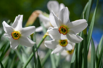 Obraz premium Narcissus poeticus bright white ornamental flowering plant, group of beautiful springtime flowers in the garden