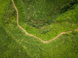 Drone shot of a tea plantation, dirt track cutting through.