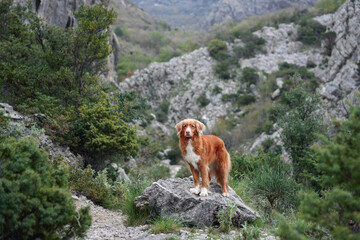 An intrepid Nova Scotia Duck Tolling Retriever dog stands on rocky terrain, overlooking a rugged mountain trail