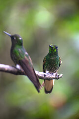 Two green hummingbirds on a branch.