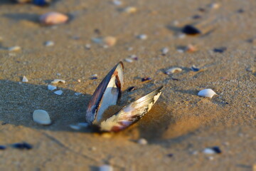 Shells on the beach