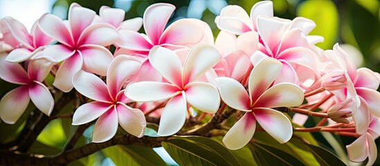 Fully bloomed white and pink plumeria.