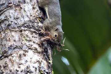 Plantain squirrel, Callosciurus notatus, collecting plants