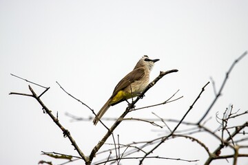 Yellow vented bulbul, Pycnonotus goiavier, on a branch