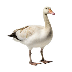 Naklejka na ściany i meble Goose in Full View - A Full View of a Goose Isolated Highlighting Its Distinct Features and Elegance. Isolated on a Transparent Background. Cutout PNG.