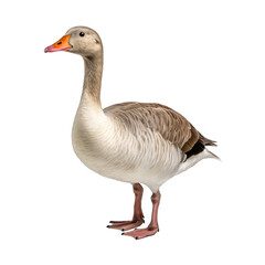 Goose in Full View - A Full View of a Goose Isolated Highlighting Its Distinct Features and Elegance. Isolated on a Transparent Background. Cutout PNG.