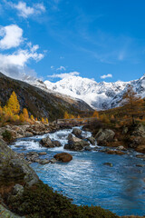 The blue water of Duino creek creates colorful contrast with the yellow larches and the snowcapped mountains - 688820059