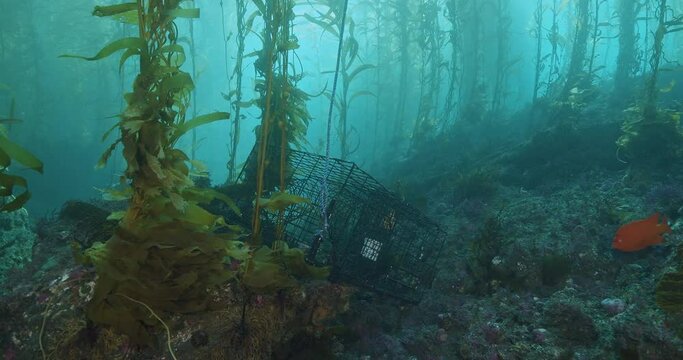  Garibaldi swims by empty lobster cage.