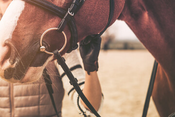 Taking care of your horse and its health. Close-up of the bit in the horse's mouth. The rider's hand on the horse's bridle. Equestrian theme. - obrazy, fototapety, plakaty