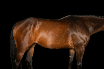 Anatomically correct horse body on a black background. A healthy horse.