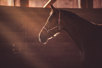 Horse in the sun. Horse's head illuminated by sunlight in the training ring. Dressage horse sport...