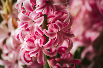 Hyacinth pink flower with black background