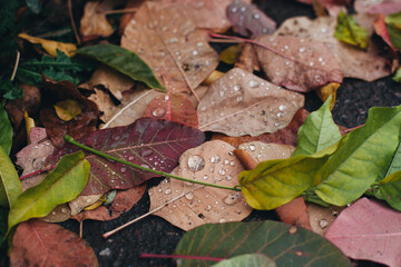 texture of dry leaves with raindrops