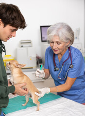 Senior woman professional and experienced veterinarian works at clinic appointment. Specialist carry out dog injection and gives dog patient single dose of vaccine.