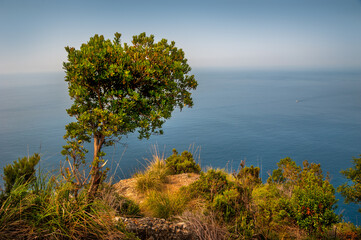 Fototapeta na wymiar landscape with a lonely tree on the shore of the Mediterranean Sea, with colorful grasses on the rocks
