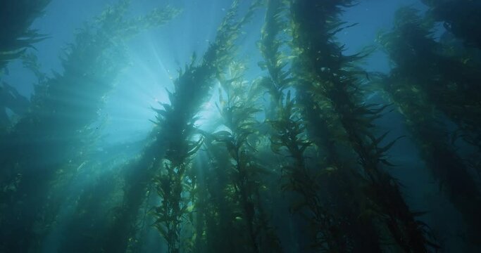 Sun light shimmering through kelp forest blades.