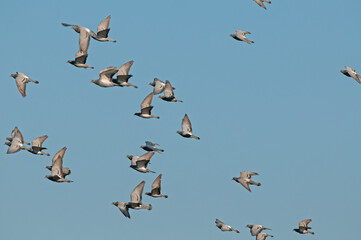 Rock Dove (Columba livia) flying in a group in the sky.